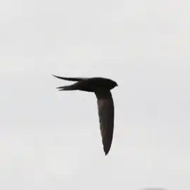 swift stories